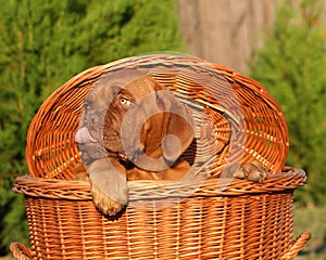 Pup in a basket.