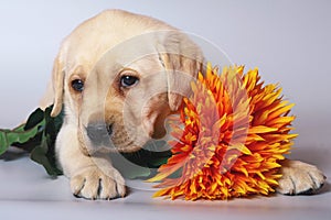 Pup with flowers.