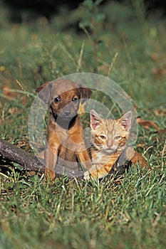 PUP AND KITTEN STANDING ON GRASS