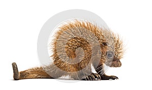 Pup prehensile-tailed porcupine, Coendou prehensilis, isolated photo