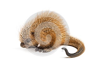 Pup prehensile-tailed porcupine, Coendou prehensilis, isolated photo