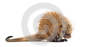 Pup prehensile-tailed porcupine, Coendou prehensilis, isolated photo