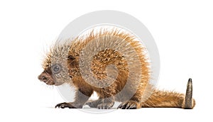 Pup prehensile-tailed porcupine, Coendou prehensilis, isolated photo