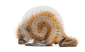 Pup prehensile-tailed porcupine, Coendou prehensilis, isolated photo