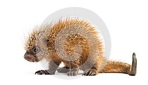 Pup prehensile-tailed porcupine, Coendou prehensilis, isolated photo