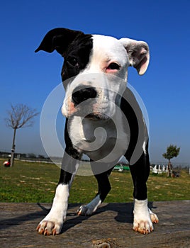 Pup Staffordshire Bull terrier