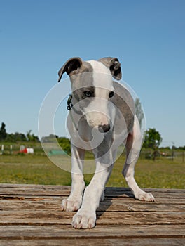 Pup whippet