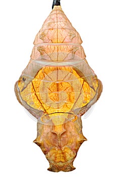 Pupa