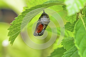 Pupa photo