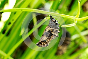 Pupa