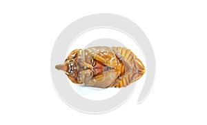 Entomophagy concept,Beetle life cycle on white background photo