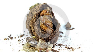 Entomophagy concept,Beetle life cycle on white background photo