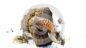 Entomophagy concept,Beetle life cycle on white background photo