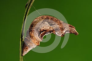 Pupa of butterfly/Papilio helenus /brown