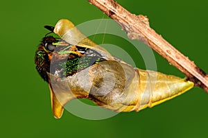 Pupa of butterfly, process of eclosion 3/8