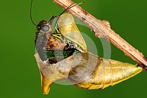 Pupa of butterfly, process of eclosion 4/8