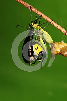 Pupa of butterfly, process of eclosion 6/8