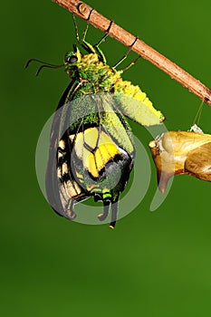 Pupa of butterfly, process of eclosion 7/8