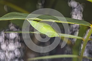 Pupa or chrysalis of the Common Emigrant or Lemon Emigrant butterfly, Catopsilia pomonay