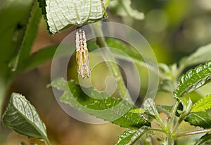 Pupa or chrysalis of yellow coster butterfly Acraea issoria