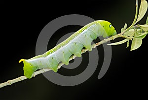 Pupa cocoon butterfly isolate black on leaf