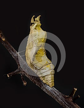 Pupa: common mormon butterfly