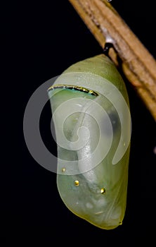 Butterfly pupa