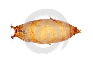 Pupa of Drosophila suzukii - commonly called the spotted wing drosophila or SWD