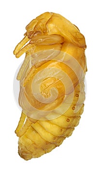 Pupa of flower beetle in the genus Protaetia, lateral view  Coleoptera, Scarabaeidae, Cetoniinae