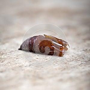 Pupa of a hawk moth