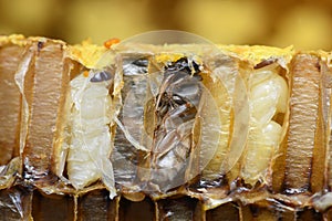 Pupa Honey Bee in bee hive. photo