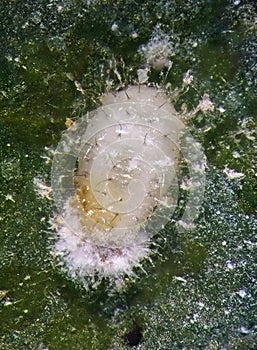 Pupa of ladybird, Clitostethus arcuatus