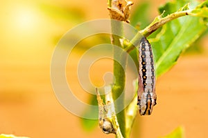 The pupa, larva, is attached to the tree. The caterpillar turns into a chrysalis and sits on a branch