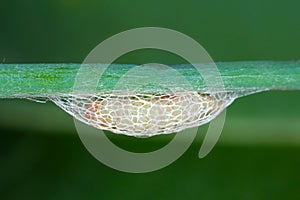 Pupa of leek moth or onion leaf miner Acrolepiopsis assectella family Acrolepiidae. It is Invasive species a pest of leek