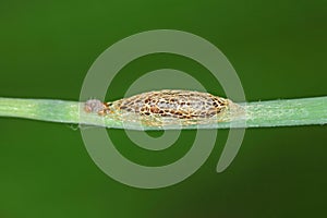 Pupa of leek moth or onion leaf miner Acrolepiopsis assectella family Acrolepiidae. It is Invasive species a pest of leek