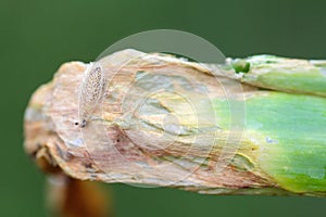 Pupa of leek moth or onion leaf miner Acrolepiopsis assectella family Acrolepiidae. It is Invasive species a pest of leek