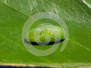 Pupa of Lycaenidae injure on citrus leaf and their enemy.