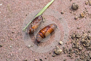 Pupa moth from the family owlet moths Noctuidae