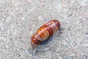 Pupa moth from the family owlet moths Noctuidae