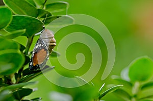 Pupa plain tiger butterfly photo