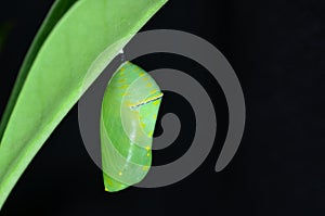 Pupa of Plain Tiger Butterfly