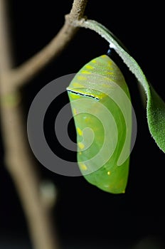 Pupa of Plain Tiger Butterfly