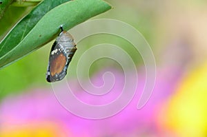 Pupa of Plain Tiger Butterfly