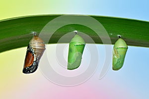 Pupa of Plain Tiger Butterfly photo