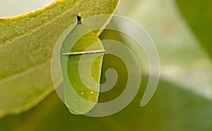 Pupa of plain tiger, Danaus chrysippus butterfly