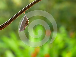 Pupa of a rusty tipped page butterfly spiroeta epaphus with blurred green background insect ready to go out