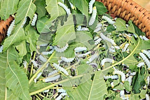 Pupa or Silk worm cocoon the commercially bred caterpillar. photo