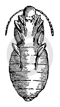 Pupa of Sitaris Humeralis vintage illustration photo