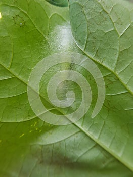 Pupa soybean looper damage on black bean In Viet Nam photo