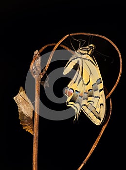 Pupa and Swallowtail Papilio machaon butterfly after metamorphosis